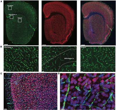 Energy supply per neuron is constrained by capillary density in the mouse brain